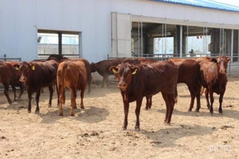 中国农科院西部肉牛种质创新基地 （央广网发 平凉市宣传部 供图 ）