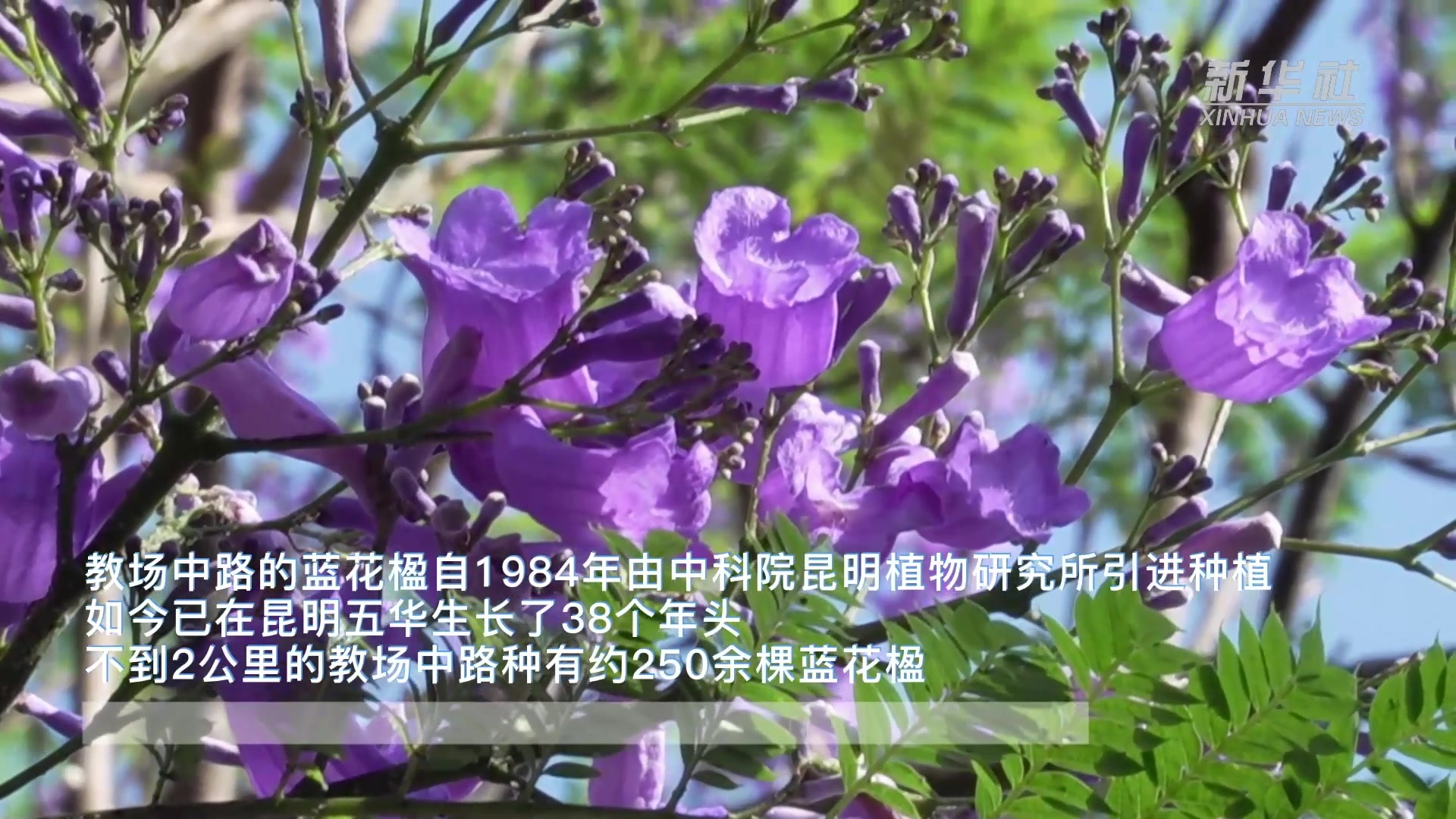 四季旅行·光影云南｜昆明五华：蓝紫色花海花开动春城