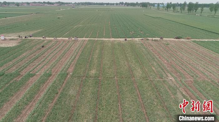 图为馆陶县王桥乡大蒜种植基地航拍图。　郭晓泳 摄