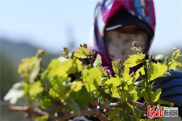 5月13日，农民在河北省张家口市怀来县王家楼乡迦南酒业葡萄园里进行田间管理。