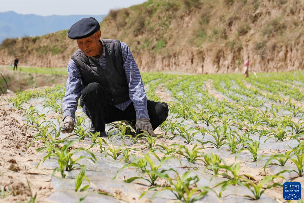5月17日，村民在天水市武山縣馬力鎮萬畝玉米種植基地的農田里破膜放苗。新華社記者 李杰 攝