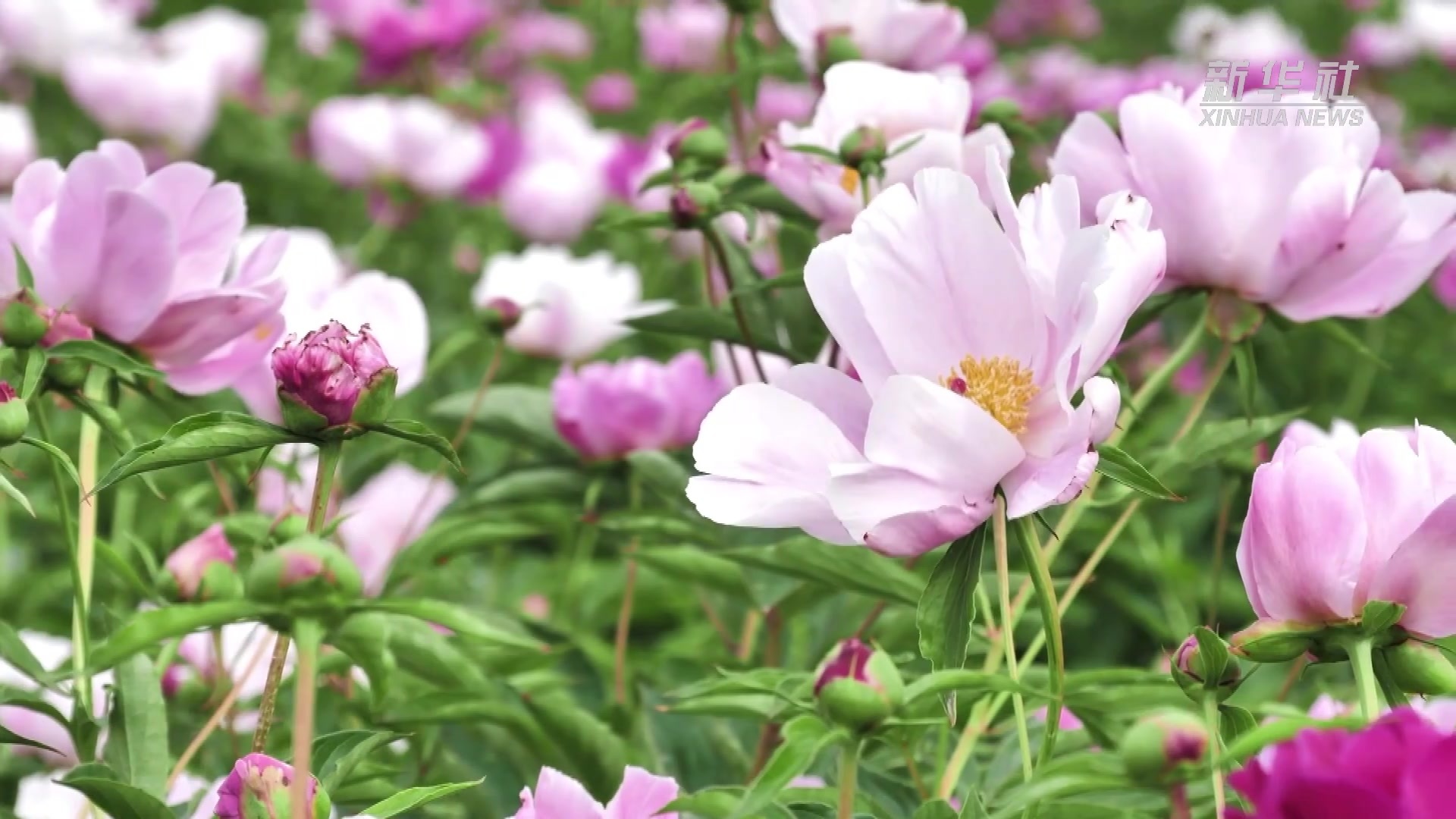 新疆博乐市700余亩芍药美艳盛开