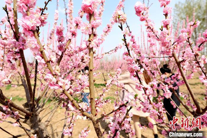 农旅融合发展河北香河休闲农业带火乡村游