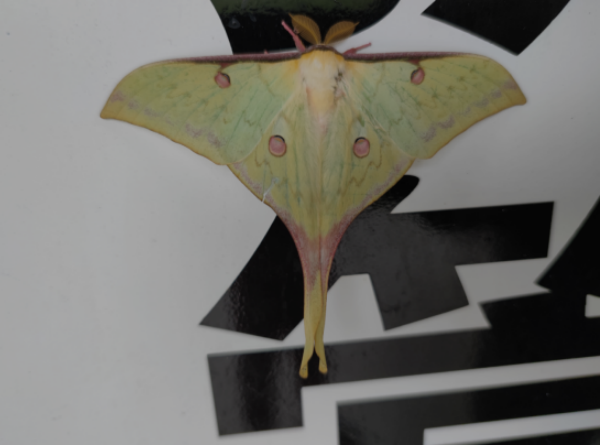 华尾天蚕蛾 actias sinensis