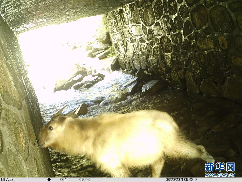 红外相机拍摄的羚牛白天舔食通行通道洞壁上盐分的照片 （陕西省龙草坪林业局供图）