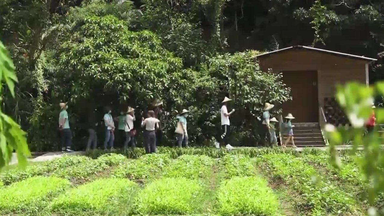 向日有机农场在周末会定期开放，可以增加收入，也能让更生人和外界接触