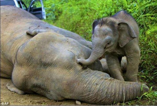 在马来西亚，一头三个月大的亚洲象试图唤醒它死去的母亲。