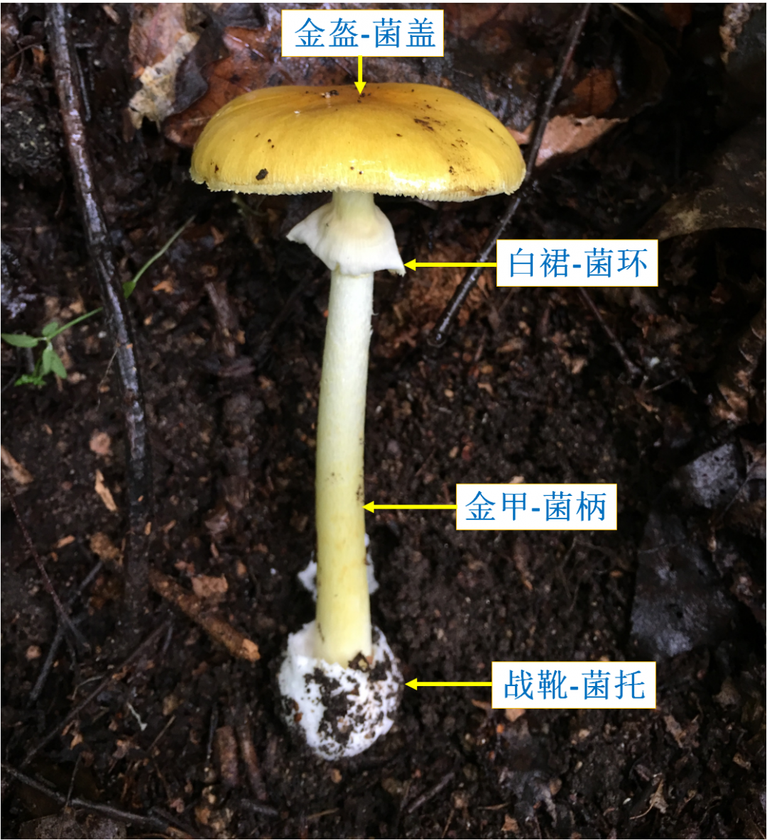 贺兰山野生蘑菇禁忌图片