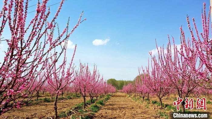 香河县钱旺镇梅花种植基地，盛开的梅花在蓝天的映衬下格外明艳。　安青松　摄