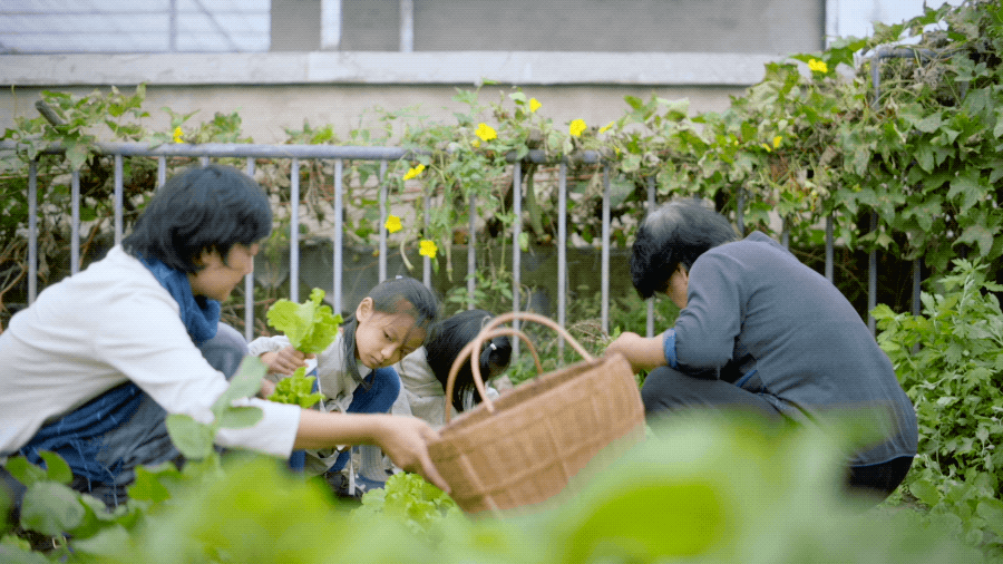 任泉灏家的顶楼菜园