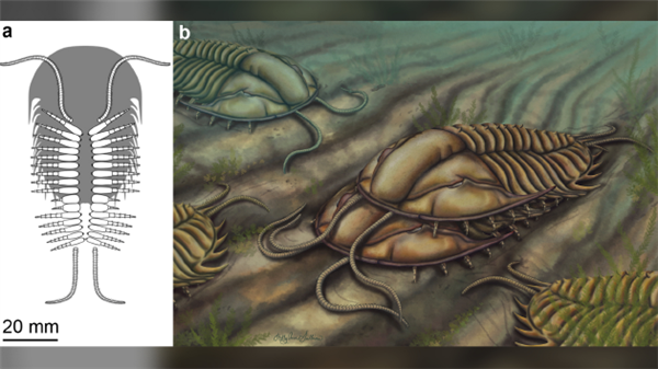 距今5.08亿年！首次发现史前三叶虫“交配”