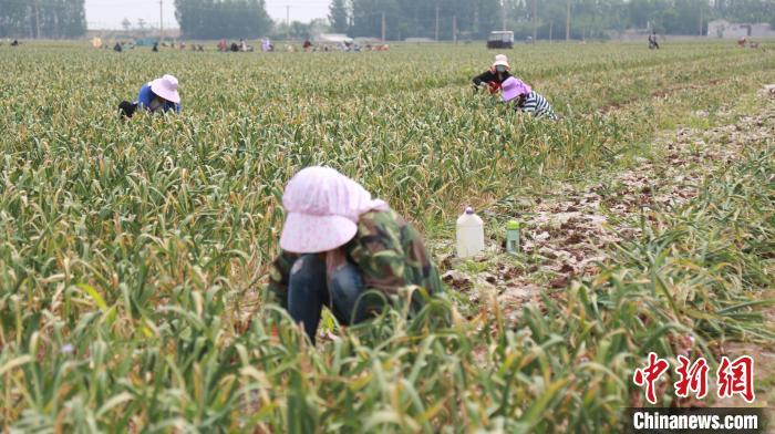 图为馆陶县王桥乡路庄村村民在采挖大蒜。　郭江鹏 摄