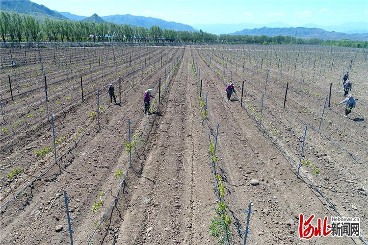 5月13日，农民在河北省张家口市怀来县王家楼乡迦南酒业葡萄园里进行田间管理。