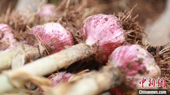 图为馆陶县王桥乡路庄村村民刚采挖出来的大蒜。　郭江鹏 摄