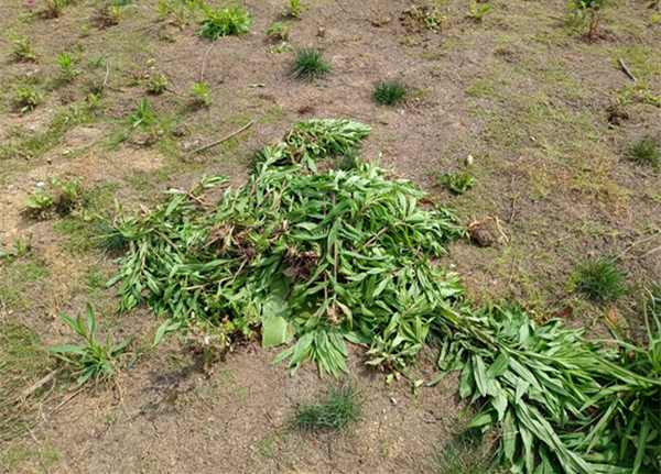 "现在铲除一株幼苗,拔掉一枝根,就是防止一枝黄花在校园里蔓延,为安