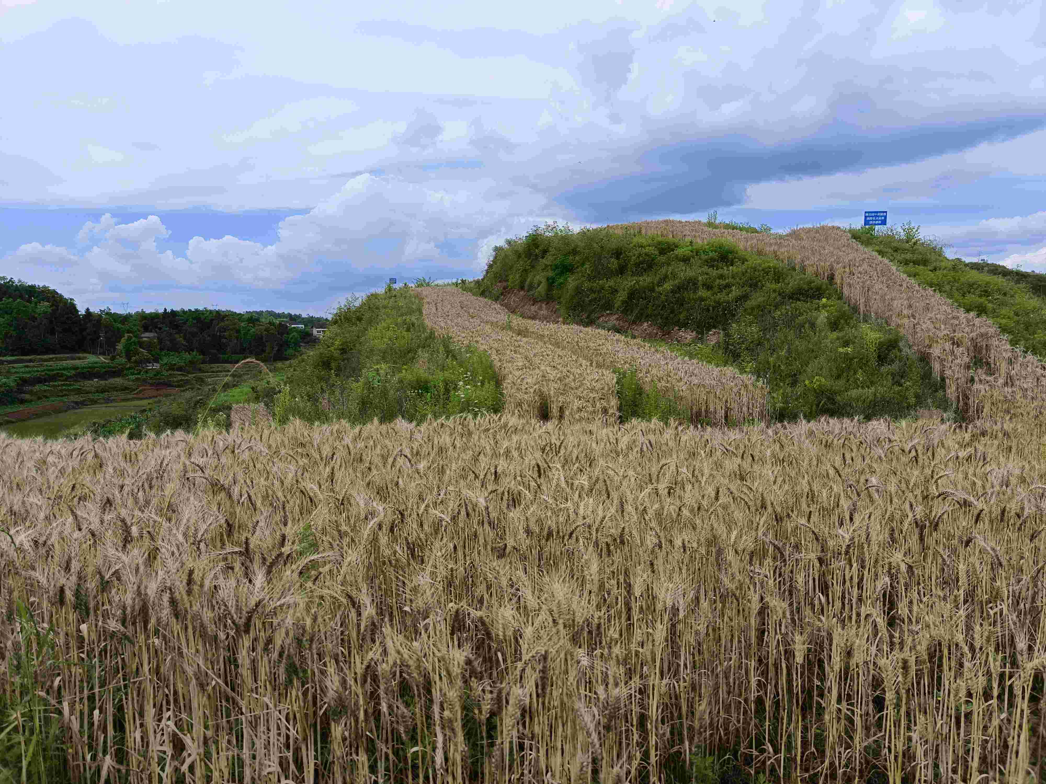 垫江土地宜机化整治见成效6000亩小麦获丰收