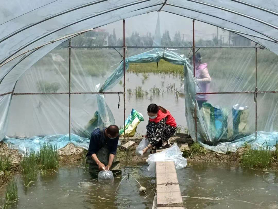 5月2日，老彭终于迎来了63万尾虾苗，“等米下锅”的虾塘有救了 本文图片均由金山区提供