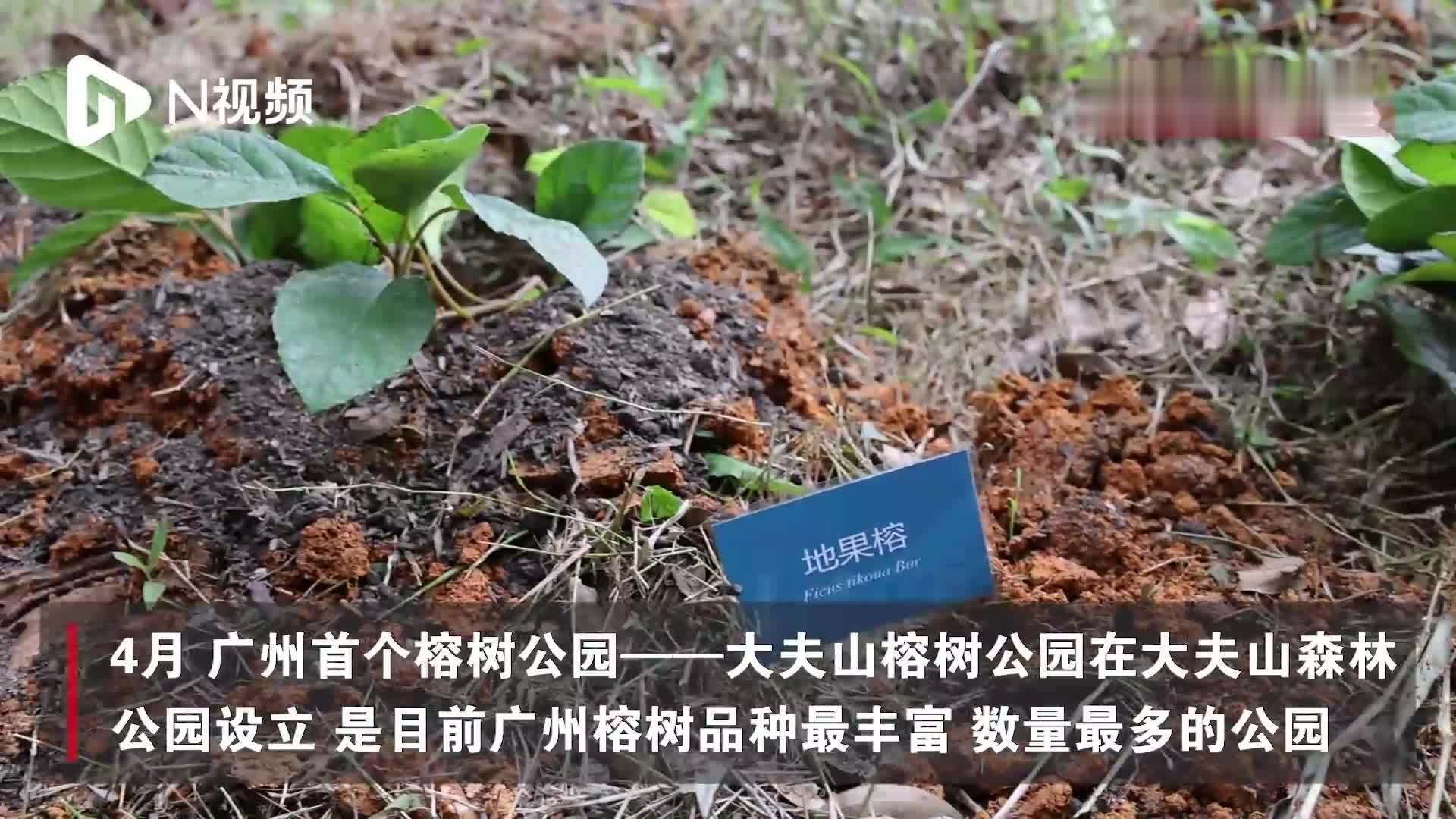广州首个榕树公园开展义务植树，种下象征绿色发展的榕属植物