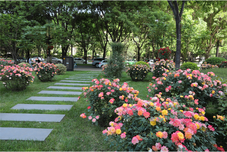 西安曲江新区月季花开香满曲江