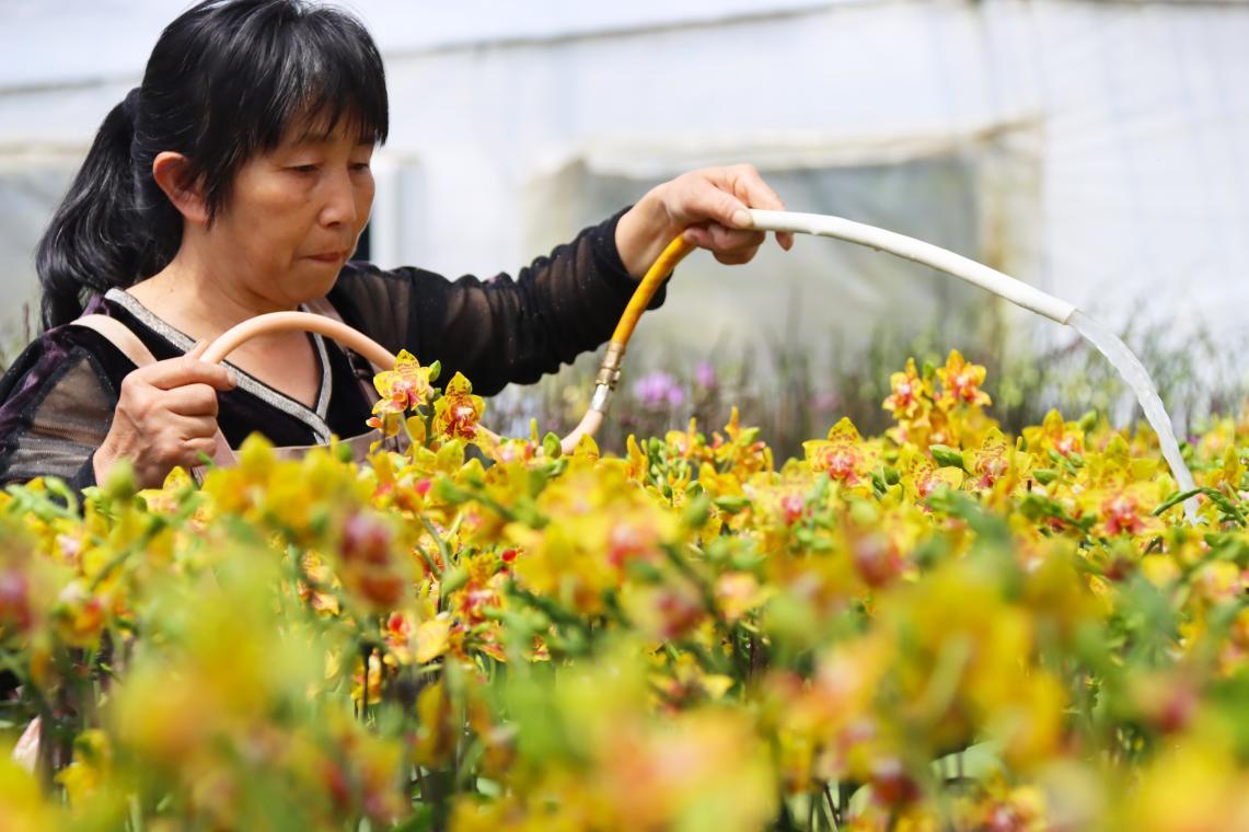 安徽肥西花经济唱响生态致富歌