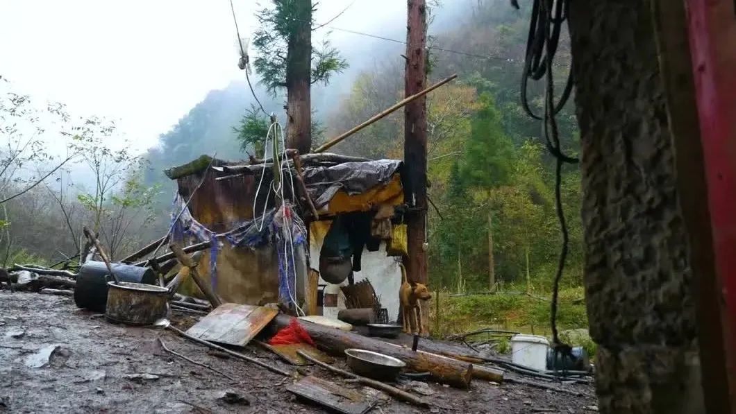 解密张雨绮改名内幕