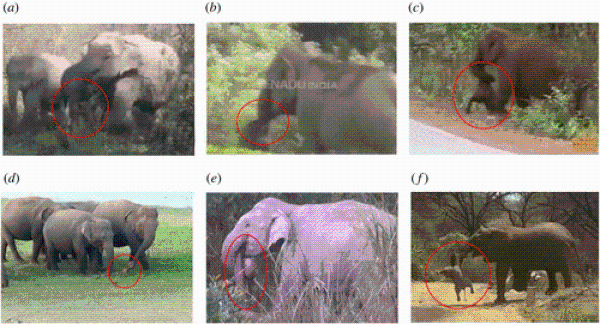 研究视频中，大象用鼻子卷起死去的小象，穿过丛林