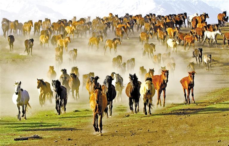 5月19日，初夏的山丹马场草原已经开始返青，夜牧归来的马群在牧马人的驱赶下欢快地奔跑，呈现出“万马奔腾”的壮观场面。奔流新闻&middot;兰州晨报通讯员 陈礼 摄