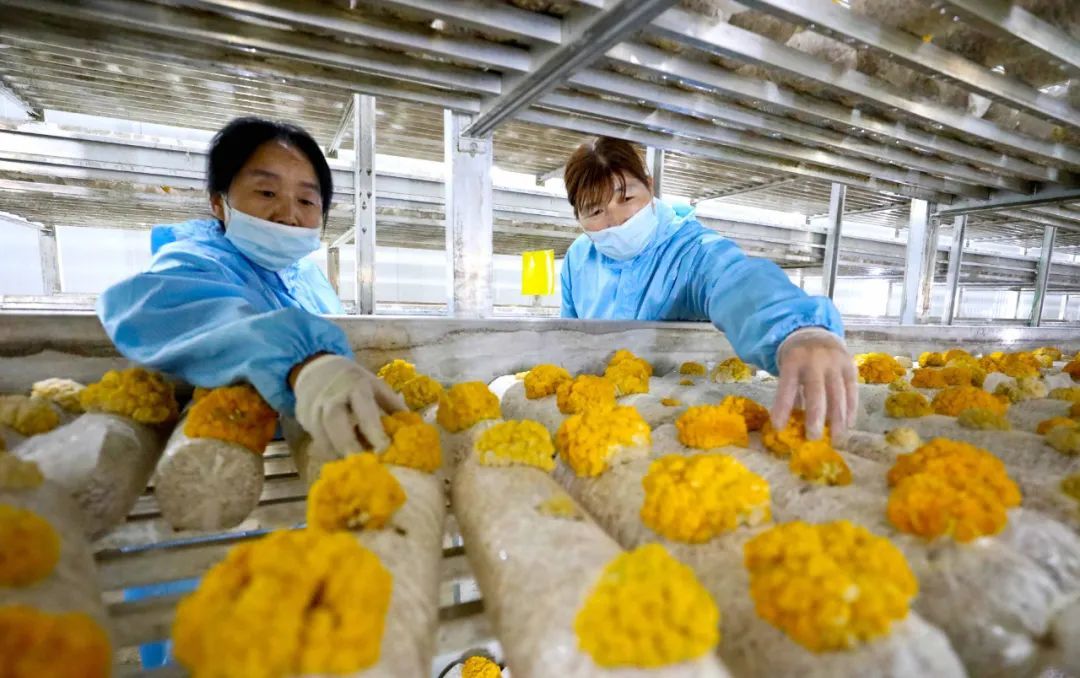 5月18日,临泽县现代丝路寒旱农业产业园区食用菌产业