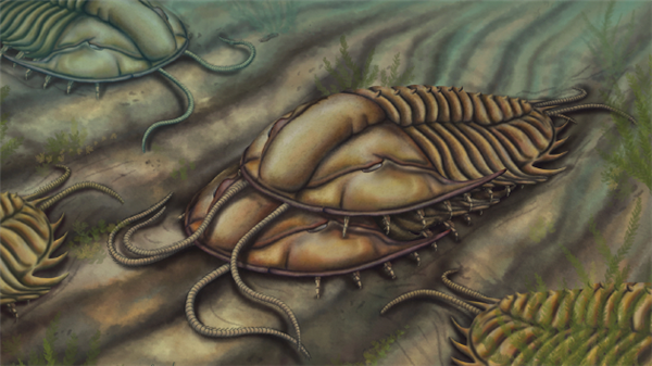 距今5.08亿年！首次发现史前三叶虫“交配”