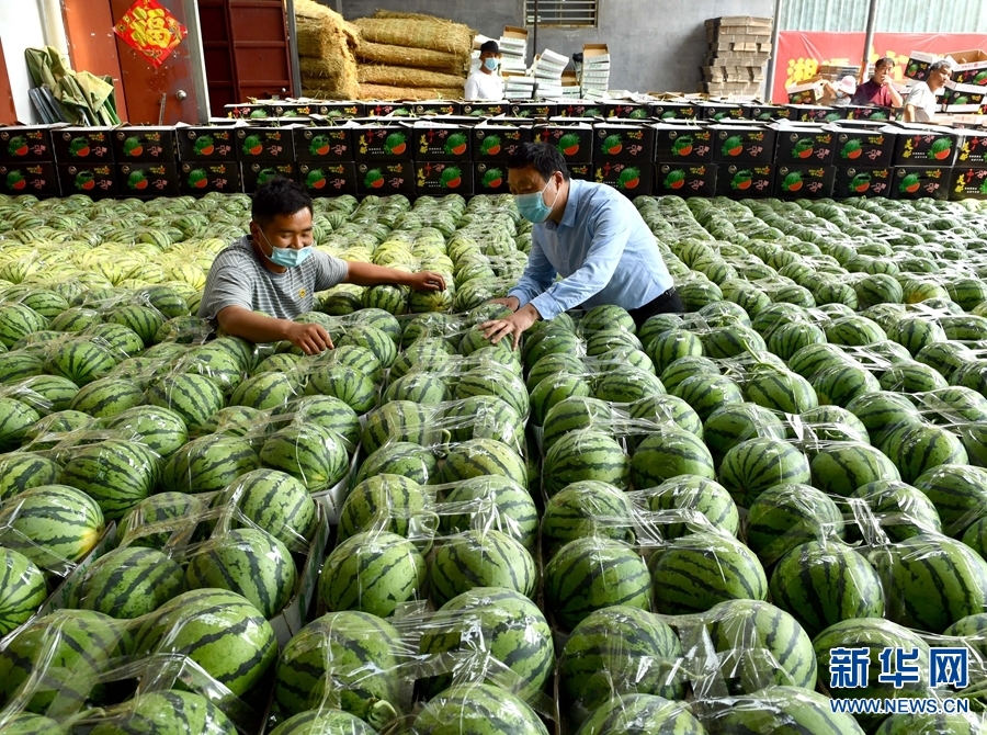 河南省夏邑县一处西瓜代售点，一名验瓜师（左）在为外地客商验瓜。