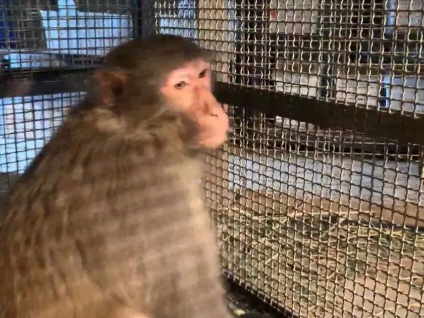 被捕获的猴子已经被送到了动物园救助中心
