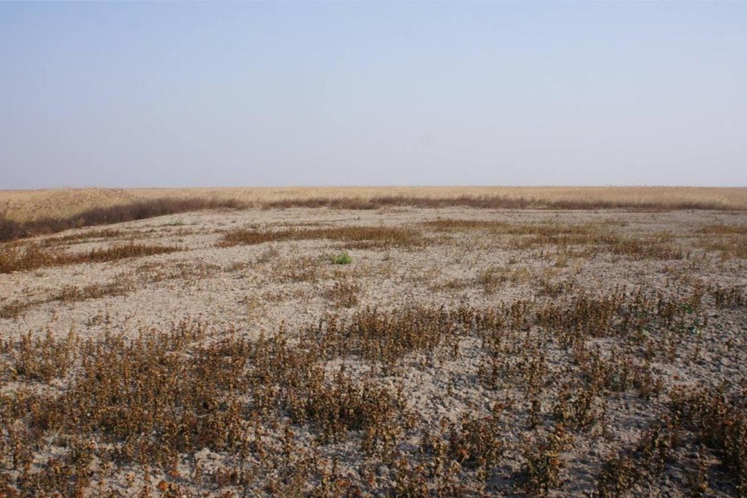 中国成功治理千万亩盐碱地，直接转变成粮仓，用了什么黑科技？