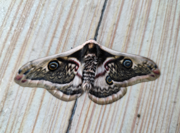 樟蚕 Eriogyna pyretorum