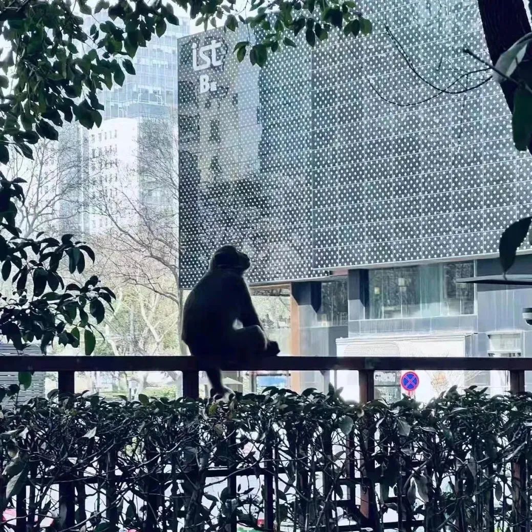 正在仰望高楼大厦的猴子