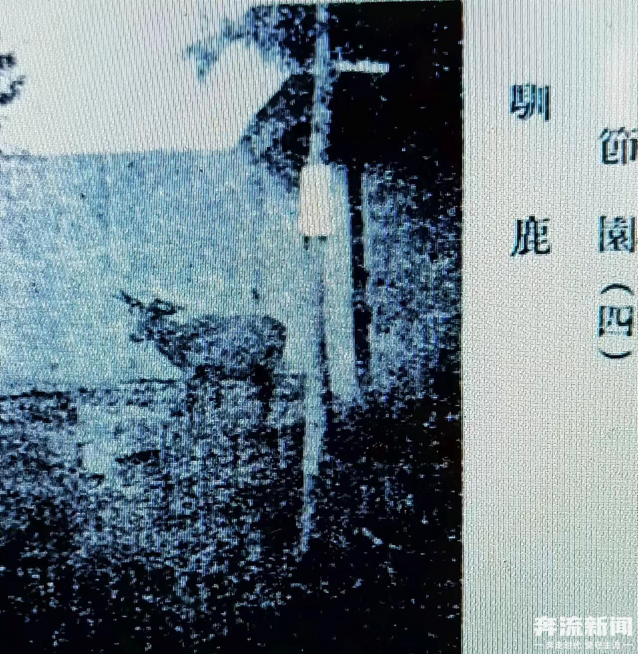 蘭州節園內圈養的麋鹿（1933年攝） 引自薛桂輪《西北視察日記》