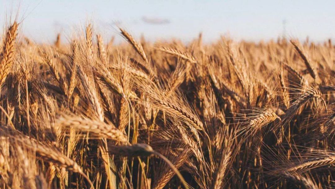 印度不卖小麦了！全球粮食危机来袭？