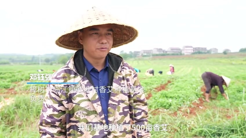 小小艾草成增收“法宝”，农村种植基地年产超两千万元