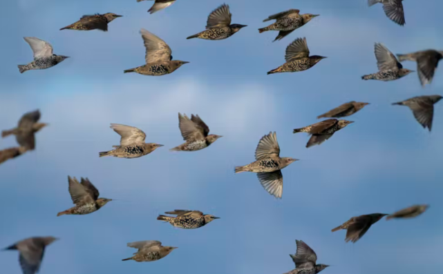 75万只鸟在空中猛扑和盘旋：天空中最壮观的表演，鸟类如何完成？