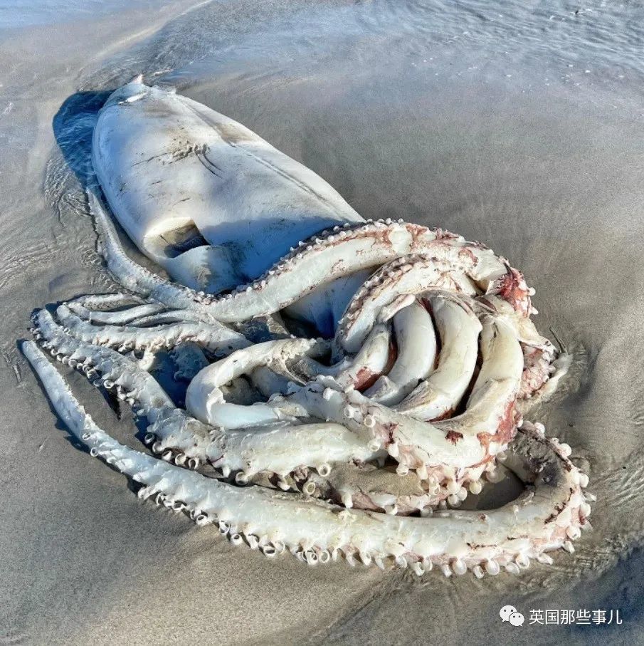 35米超大鱿鱼被冲上海滩吓跑游客图