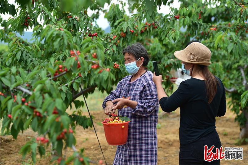 5月15日，赞皇县2022年度樱桃采摘节在土门乡鲍家滩村樱桃采摘园开幕。图为开幕现场。通讯员张晓峰摄