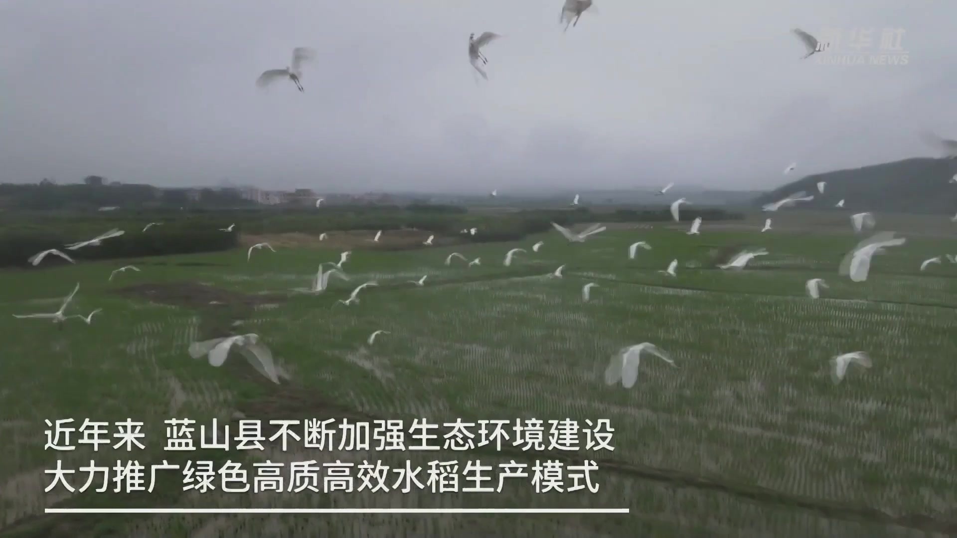 生态稻田白鹭飞