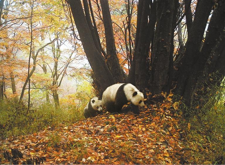 本組圖片均為大熊貓國家公園甘肅片區拍到的影像 本組圖片均由省林草局提供