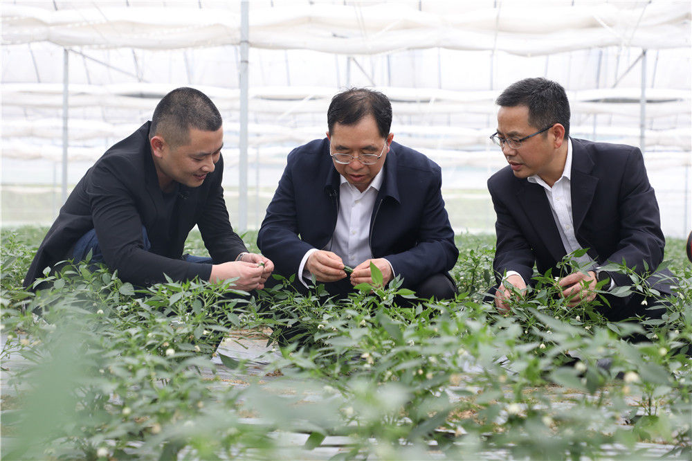 中国工程院院士,湖南农业大学校长邹学校(中)在樟树镇的辣椒基地查看