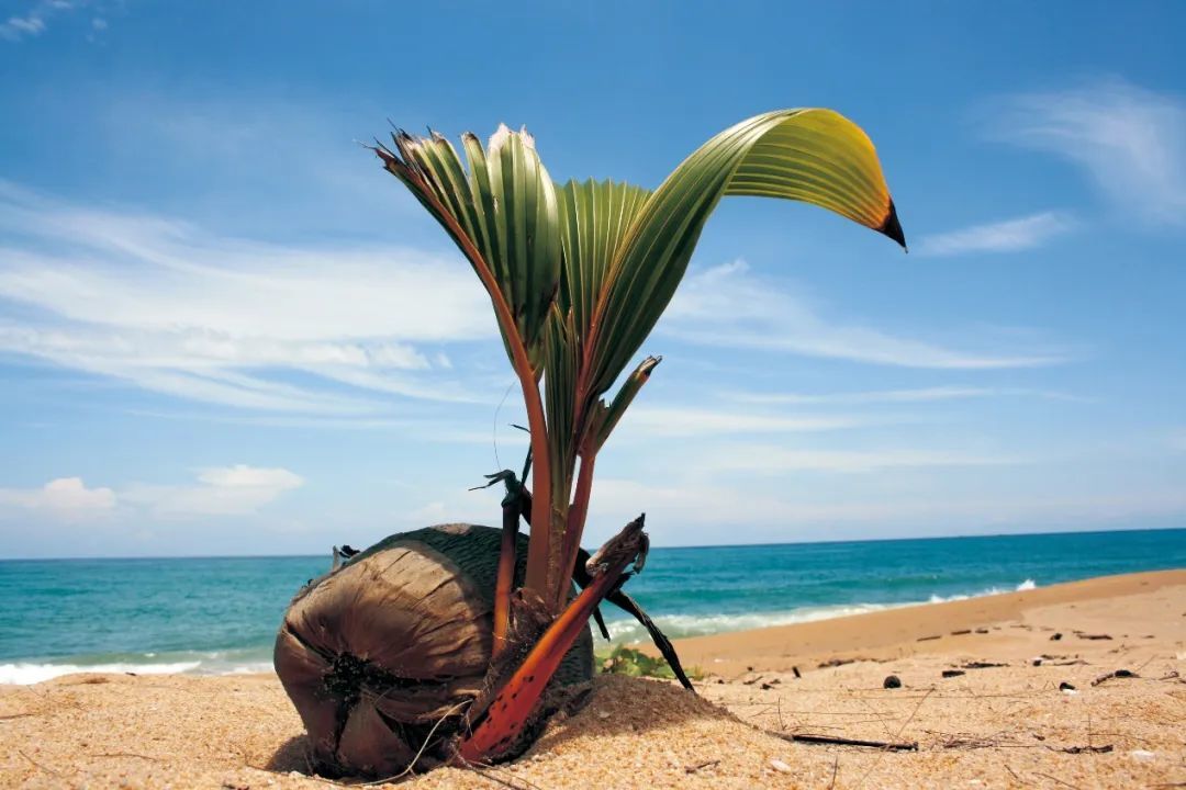 椰子，典型的热带海滩植物，通过洋流传播其果实和种子。 （《种子与人类文明》内页插图）