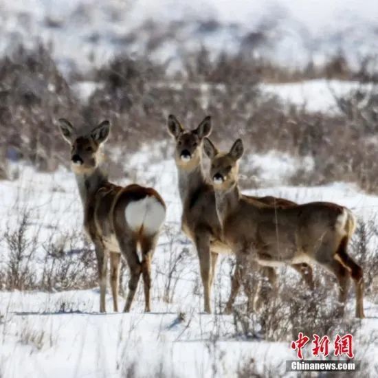 图为狍鹿们在雪地上驻足回望 郭正贤 摄