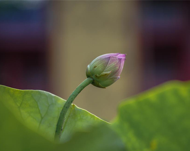 210武汉沙湖公园第一朵荷花“含苞欲放”
