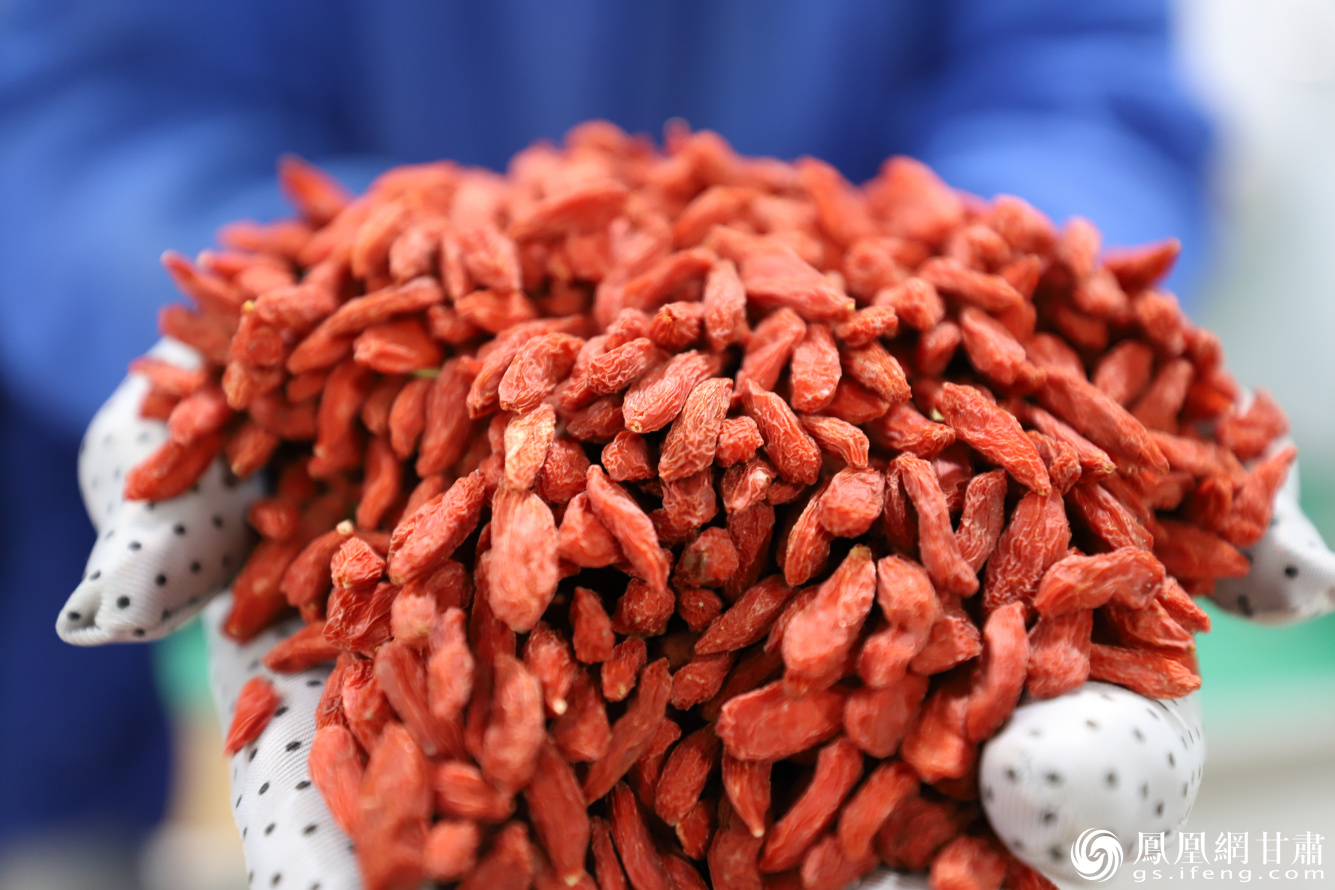 甘肃万杞千红生物科技有限责任公司生产的枸杞 冯文强 摄