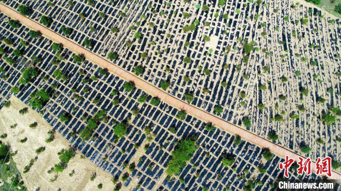 图为位于通渭县城南北两山的青岛生态林。　张赛 摄