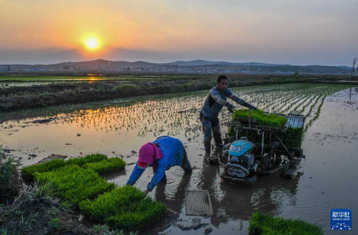 5月23日，在吉林省长春市朝阳区乐山镇长兴村，农民在水稻田里补苗（无人机照片）。