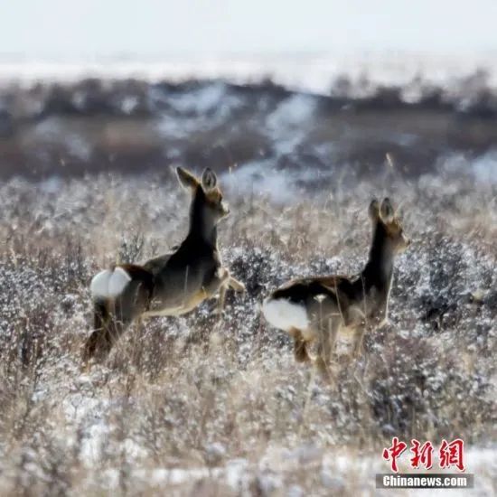 图为狍鹿们在雪地上奔跑、撒欢 郭正贤 摄